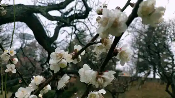 Hodogaya Park