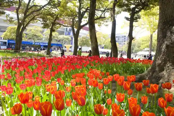 Tulips at Yokohama Park