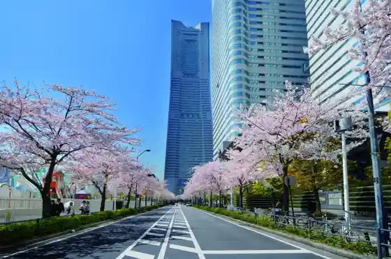 Minato Mirai Sakura Street Cherry Blossoms