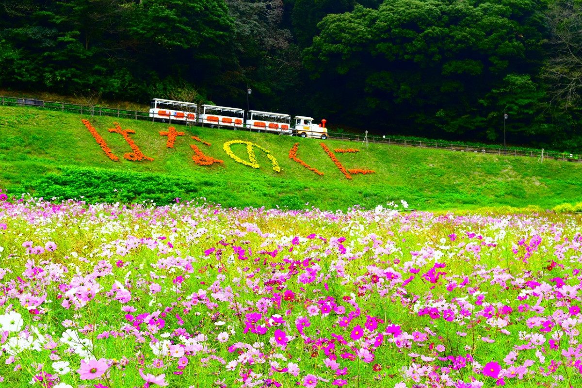 Kurihama Flower Park