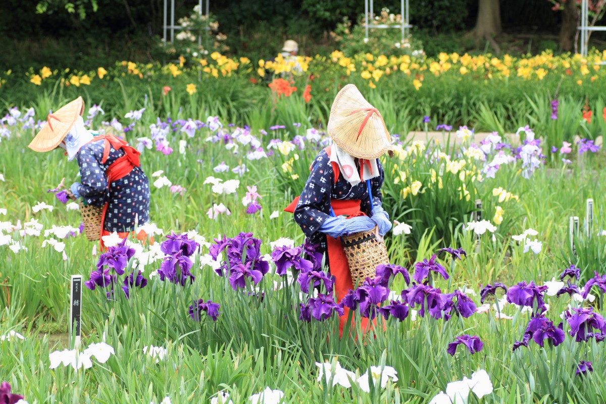 Yokosuka Iris Garden