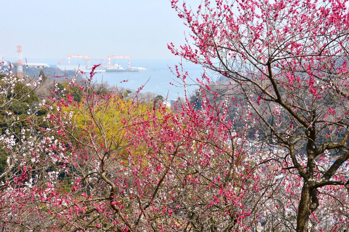 Taura Plum Village