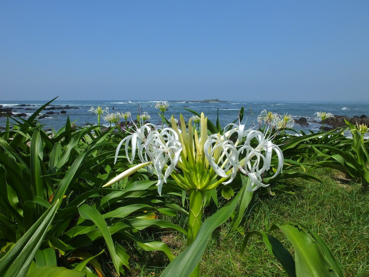 Tenjin Island Seaside Nature Education Garden