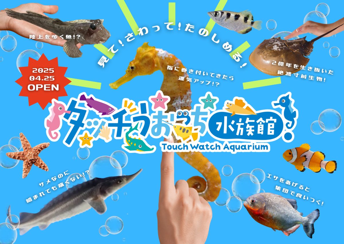 Touch Uocchi Aquarium, Soleil Hill