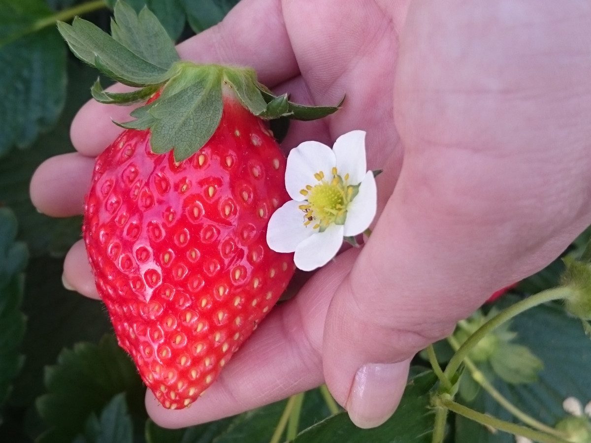 Kayama Farm Strawberry Picking Experience