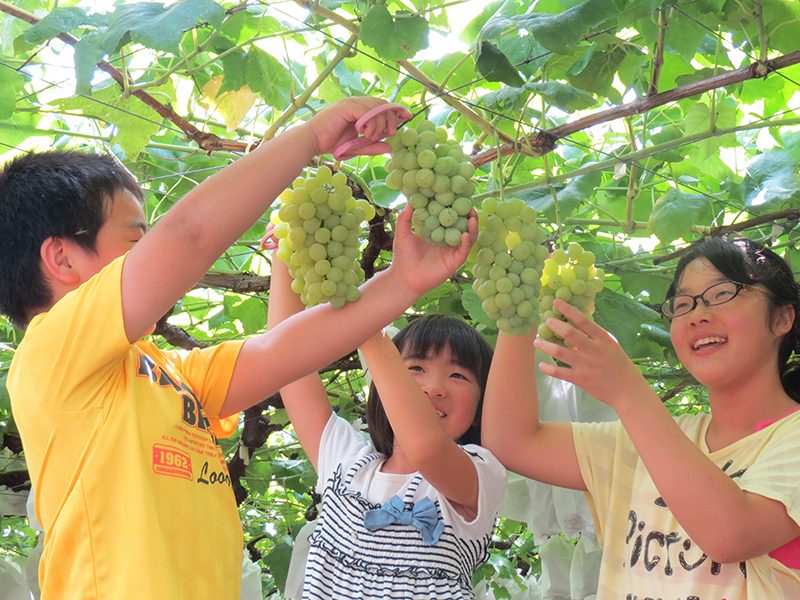 Chichibu and Yokoze Town Grape Picking