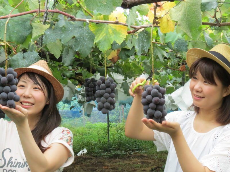 Ashigakubo Fruit Park Village
