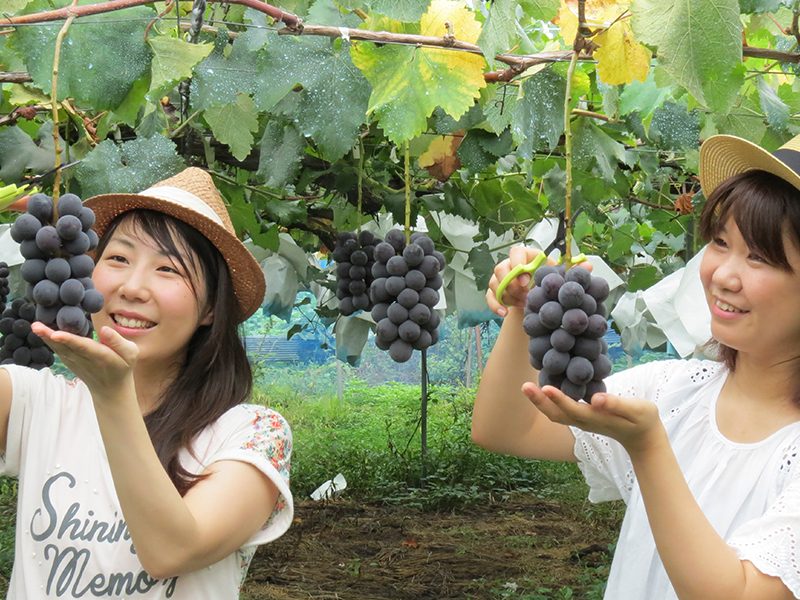 Yokoze Family Farm Village
