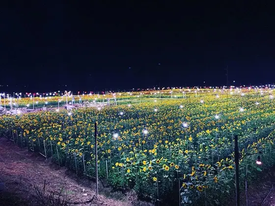 Sunset Farm Kikumination