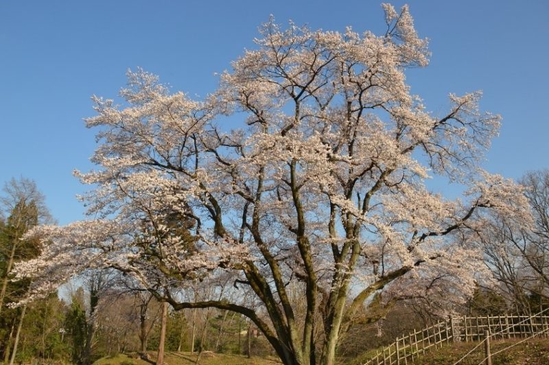 Hachigata Shiro Rekishikan