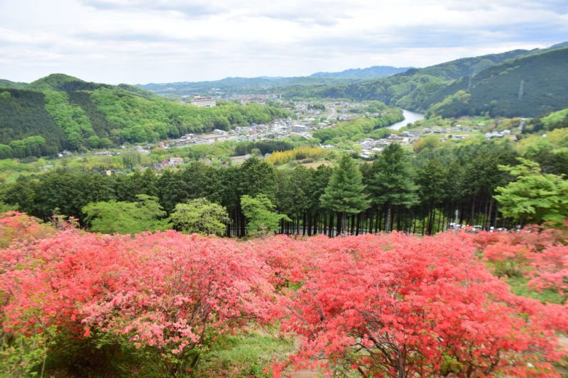 Kanao Azalea Mountain Park