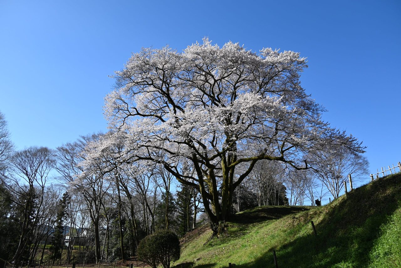 Hachigata Castle Edohigan Cherry