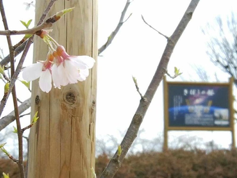 Kibo Cherry Tree at Seki Park
