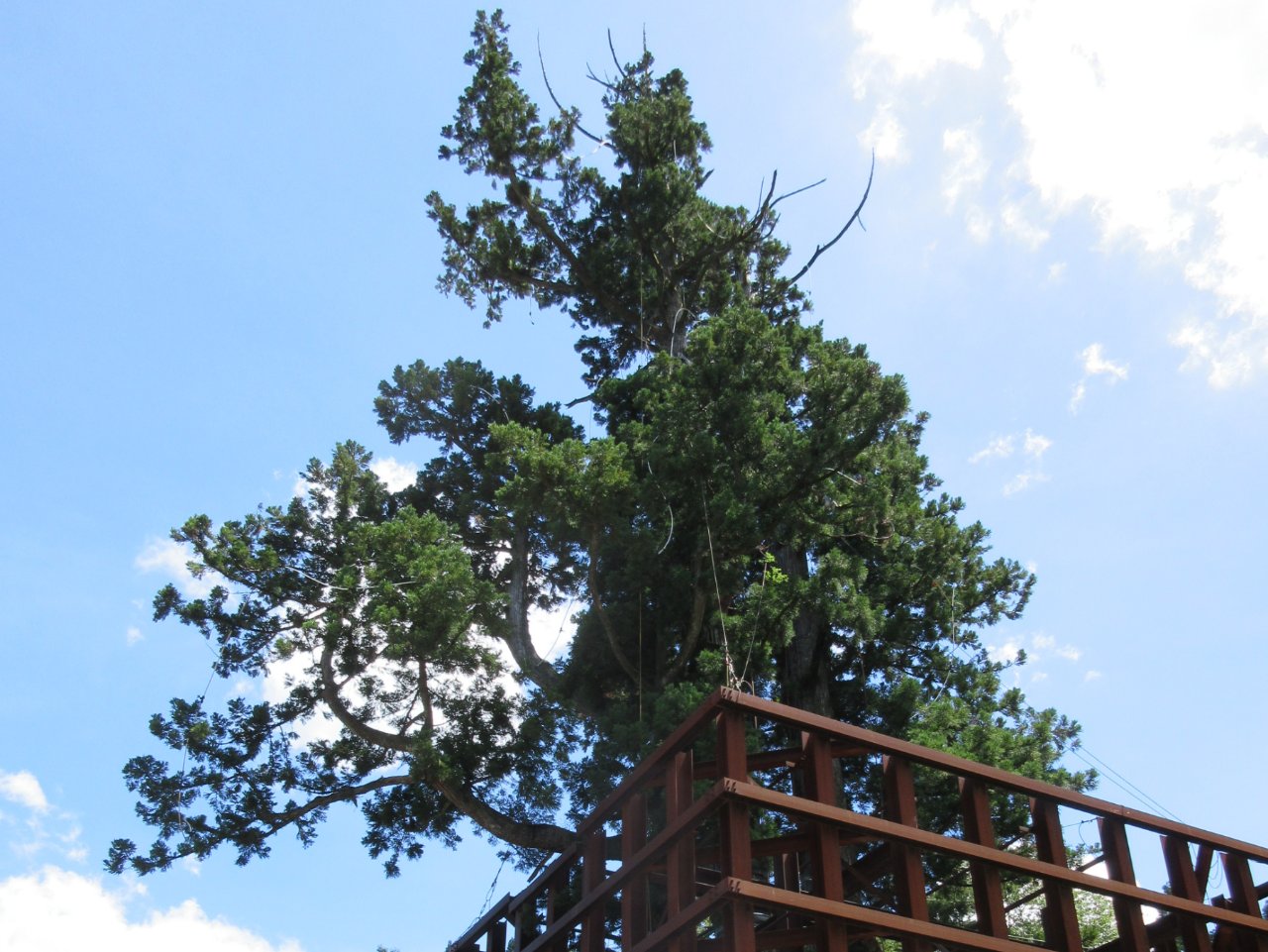 Ogochi Cedar