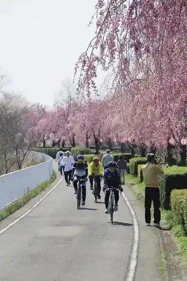 Urushihara Weeping Cherry Avenue