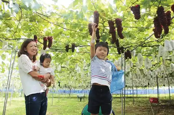 Ogura Grape Village