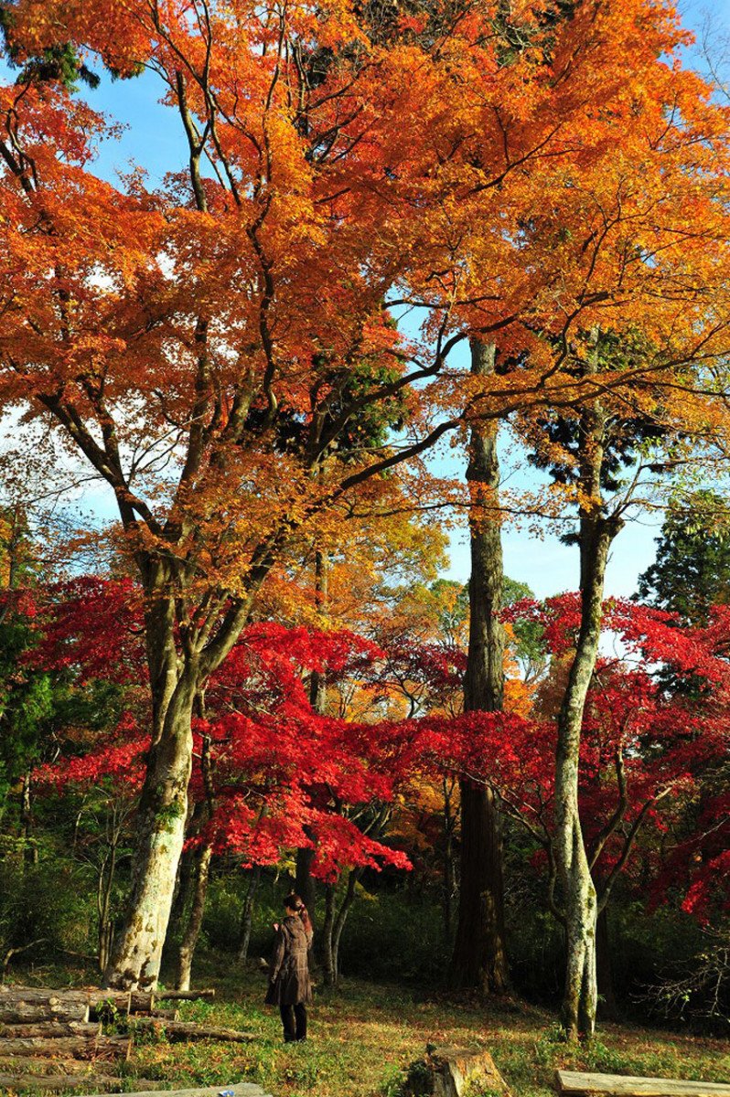 Ikemine Maple Village