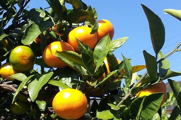Yugawara Mikan Picking