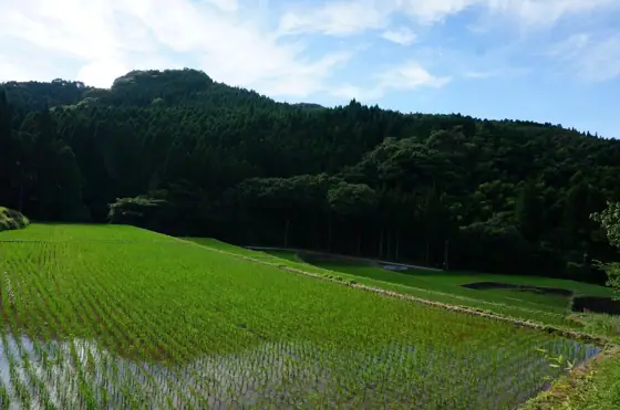 Koda District Rice Terraces