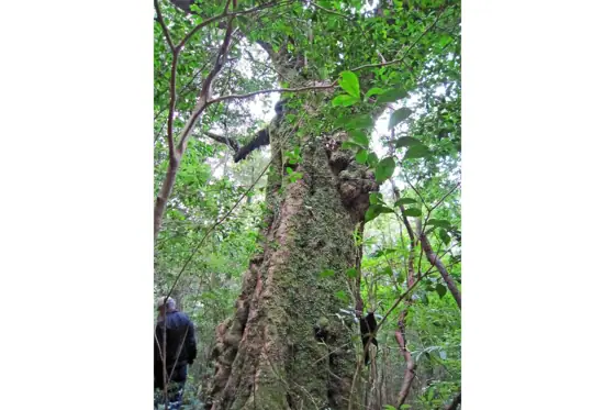 Tabu Primeval Forest and Japan's Largest Tabu Tree
