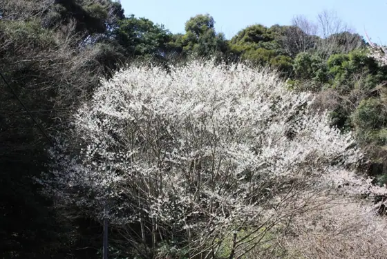 Southernmost Habitat of Wild Higan Cherry