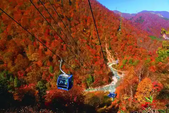 Naeba Doragondora & Tashiro Ropue Autumn Leaves Eigyo