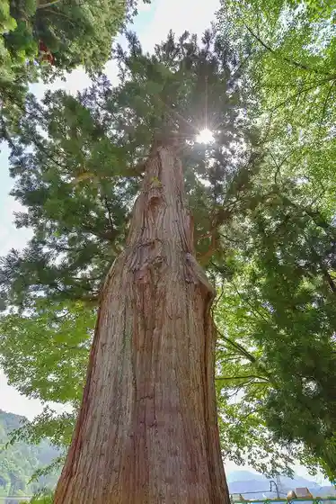 Suwa Sha no Osugi