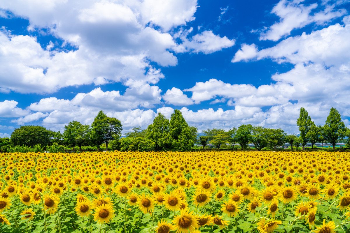 Zama Sunflower Field