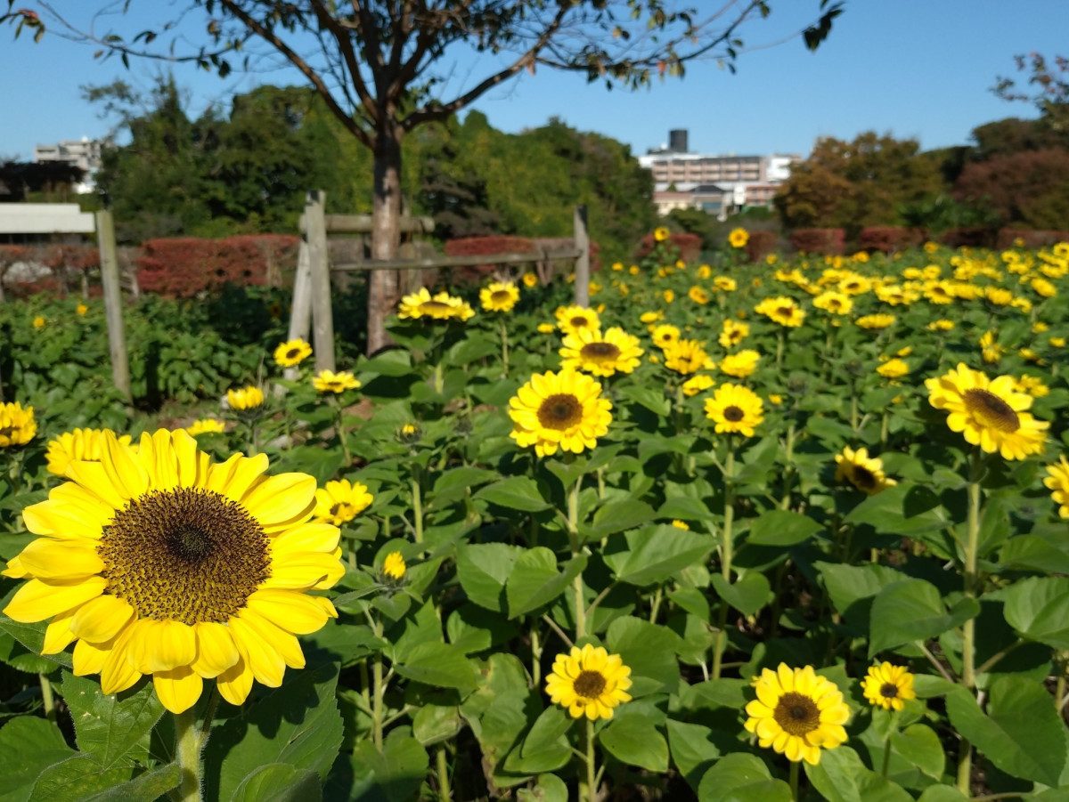 Kanigasawa Park