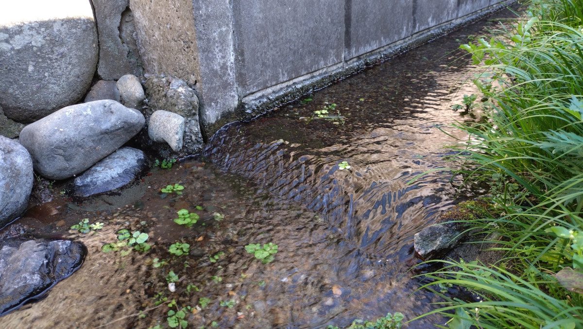 Suzuka Izumi Spring