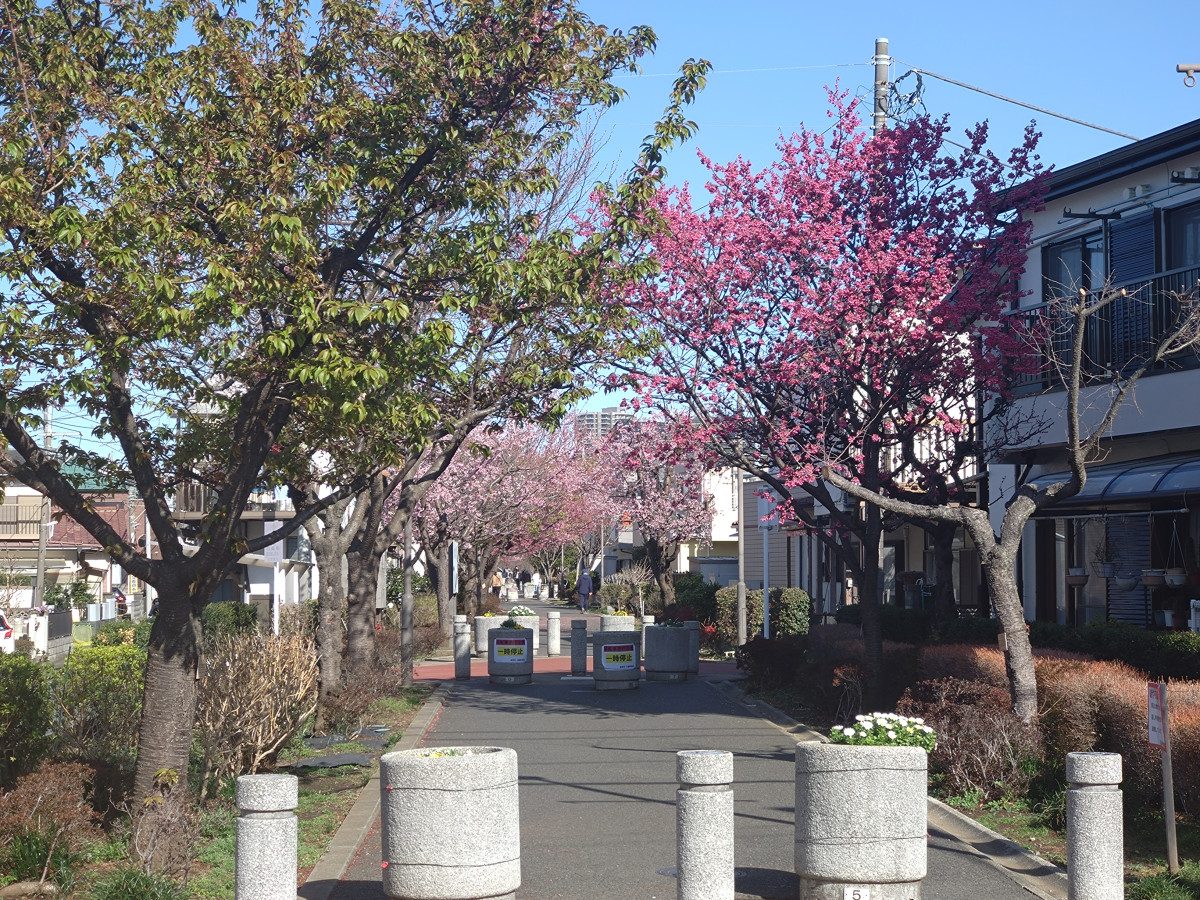 Sagamigaoka Nakayoshi Path